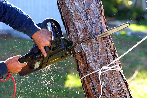 Best Fruit Tree Pruning  in North Eastham, MA